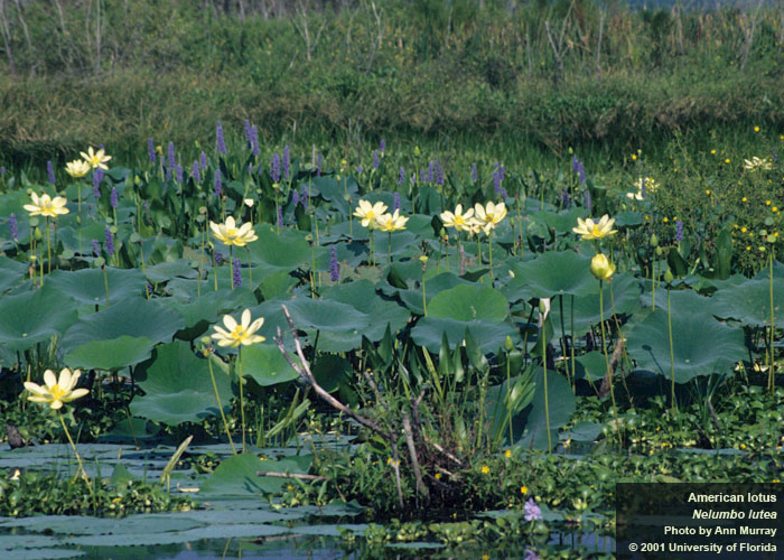 What Is The Aquatic Weed Nelumbo Lutea