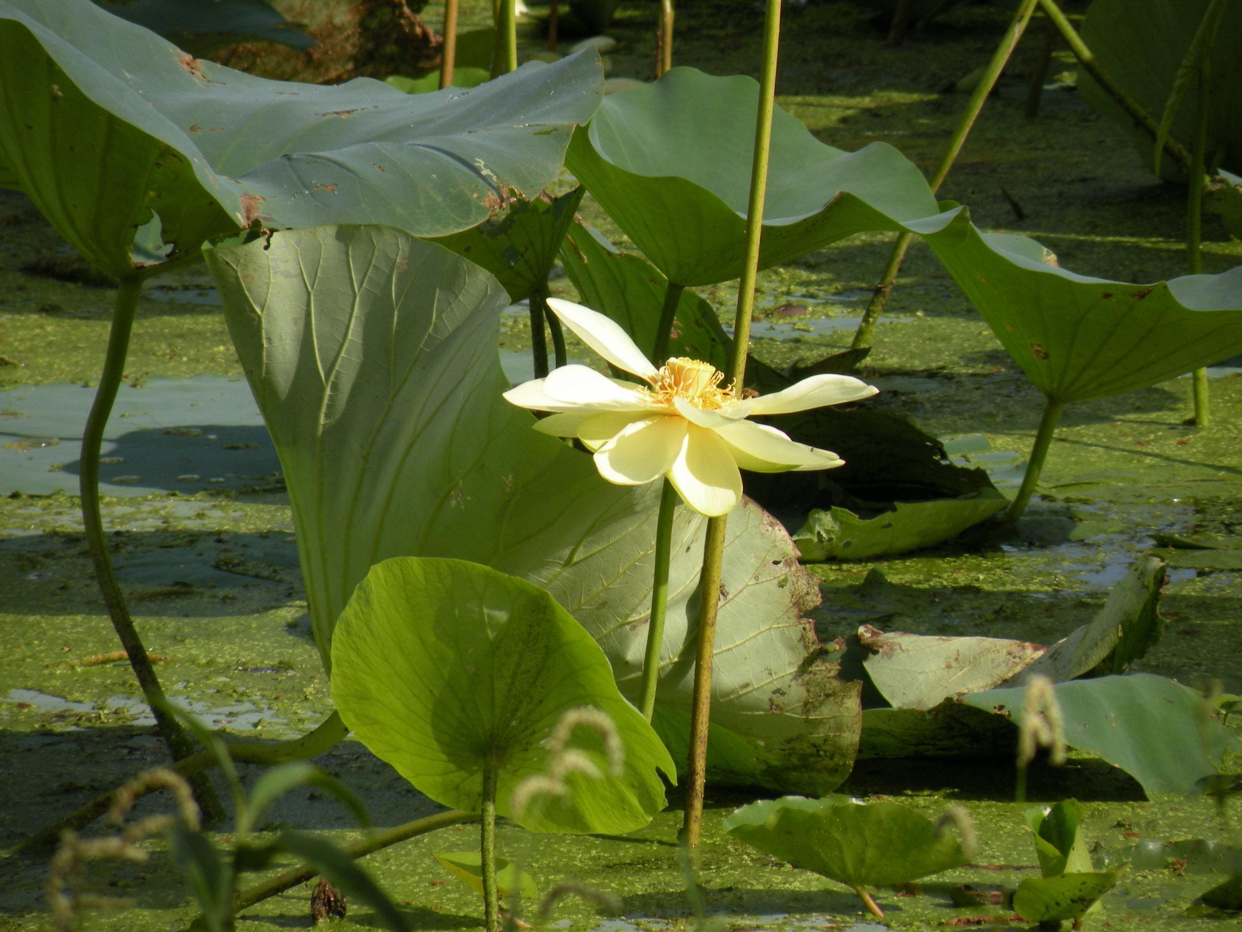 What Is The Aquatic Weed Nelumbo Lutea