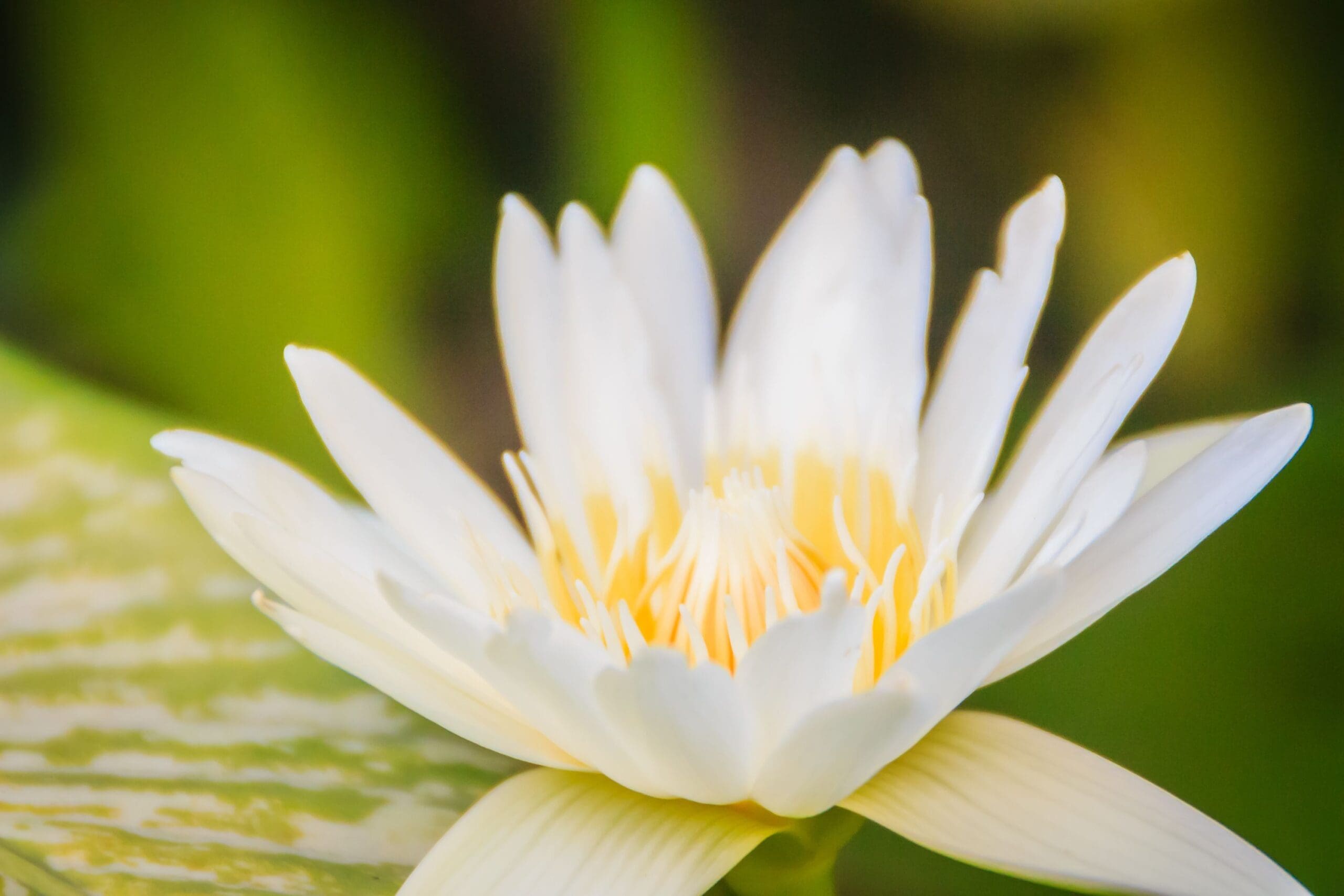 What Is The Aquatic Weed Nymphaea Ampla