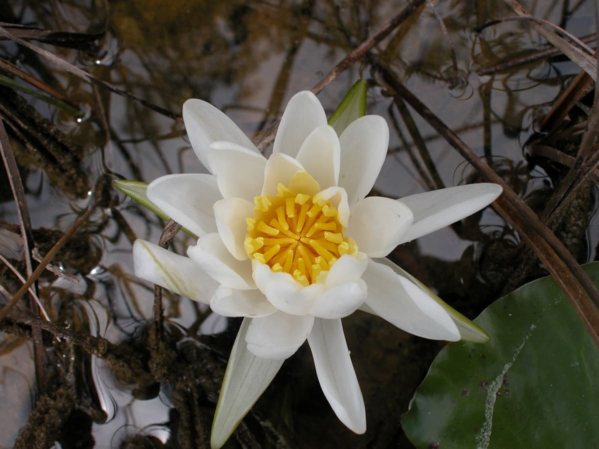 What Is The Aquatic Weed Nymphaea Ampla