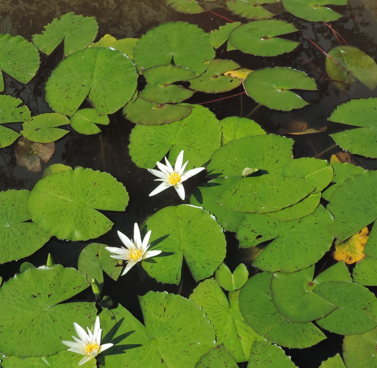 What Is The Aquatic Weed Nymphaea Ampla