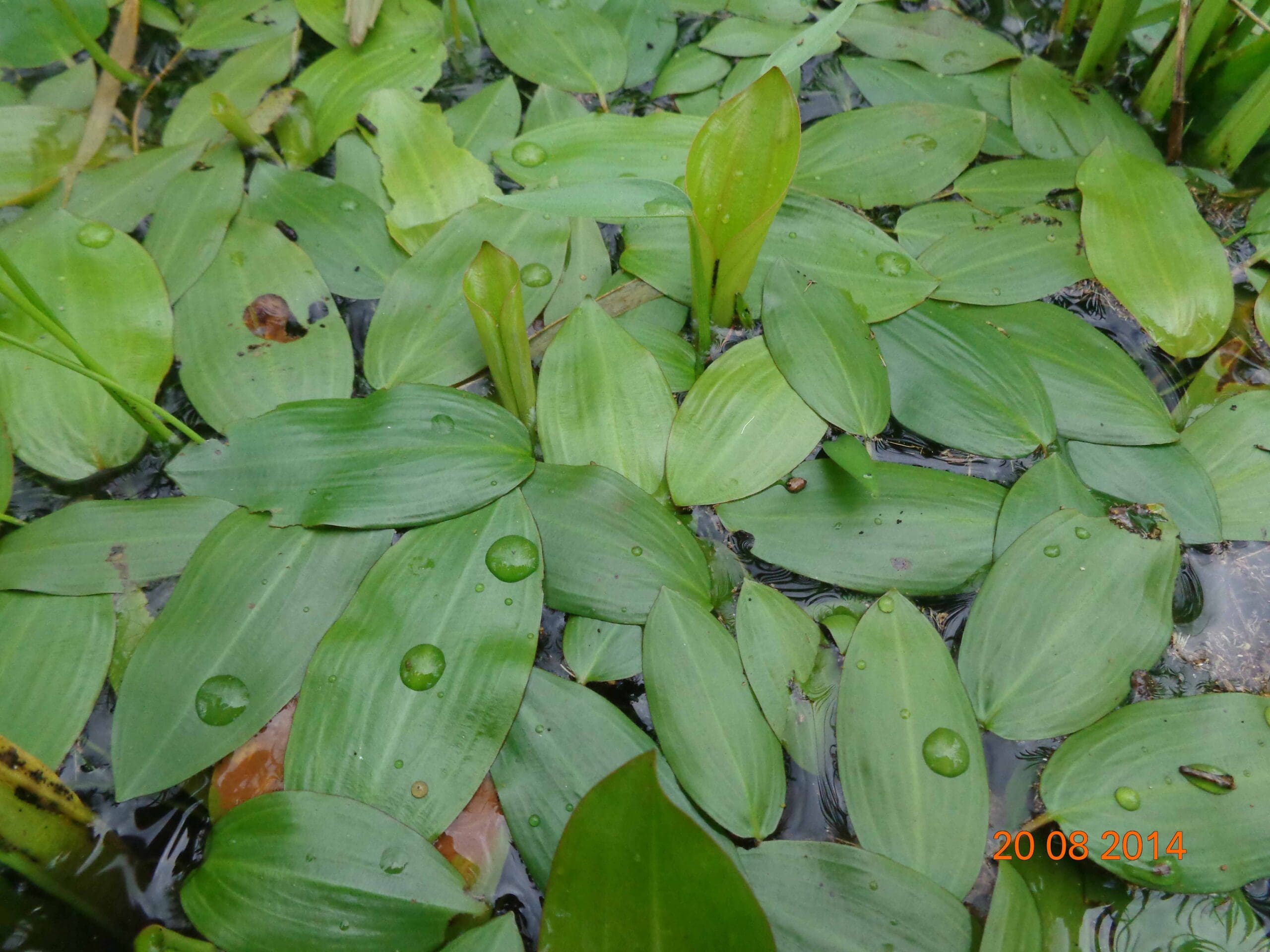 What Is The Aquatic Weed Potamogeton Distinctus