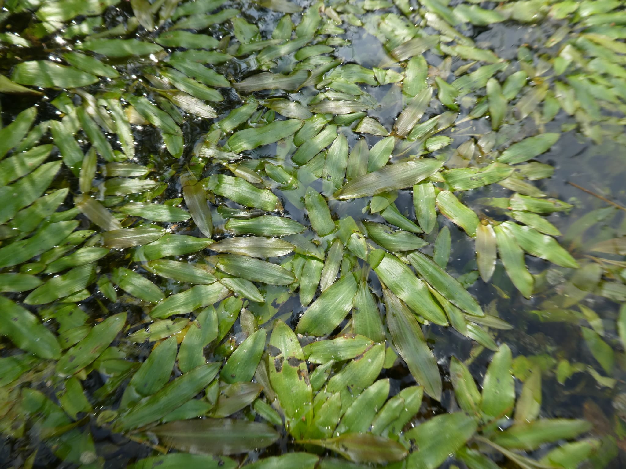 What Is The Aquatic Weed Potamogeton Distinctus