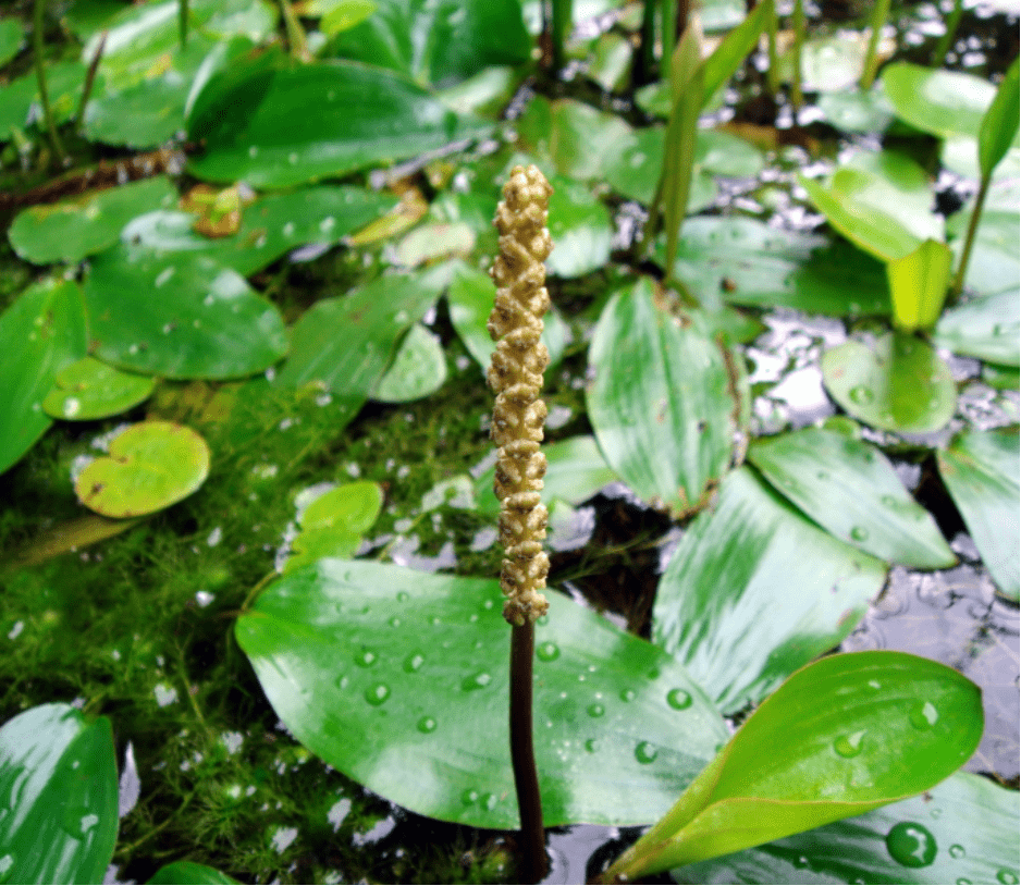 What Is The Aquatic Weed Potamogeton Distinctus