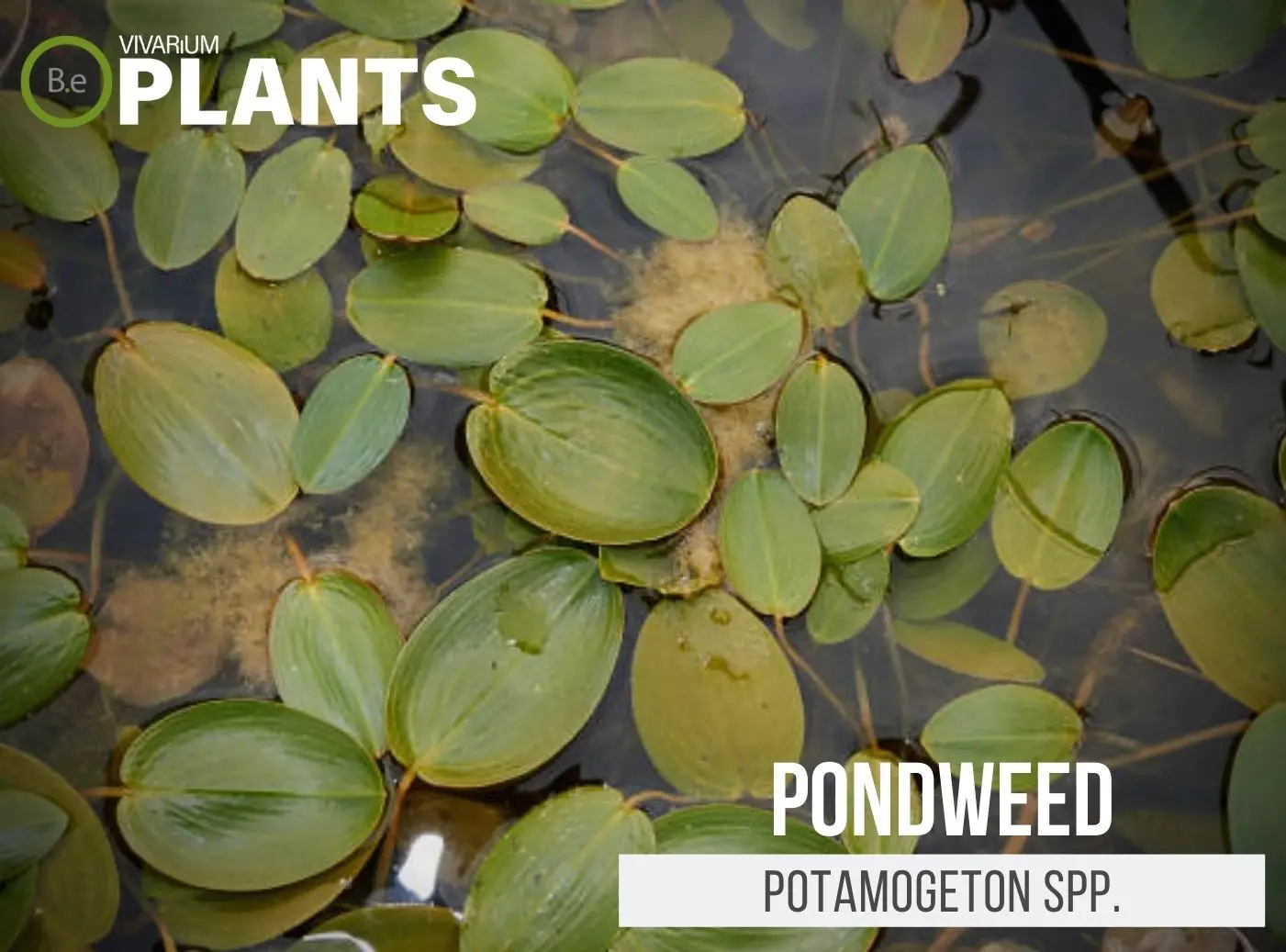 What Is The Aquatic Weed Potamogeton Distinctus