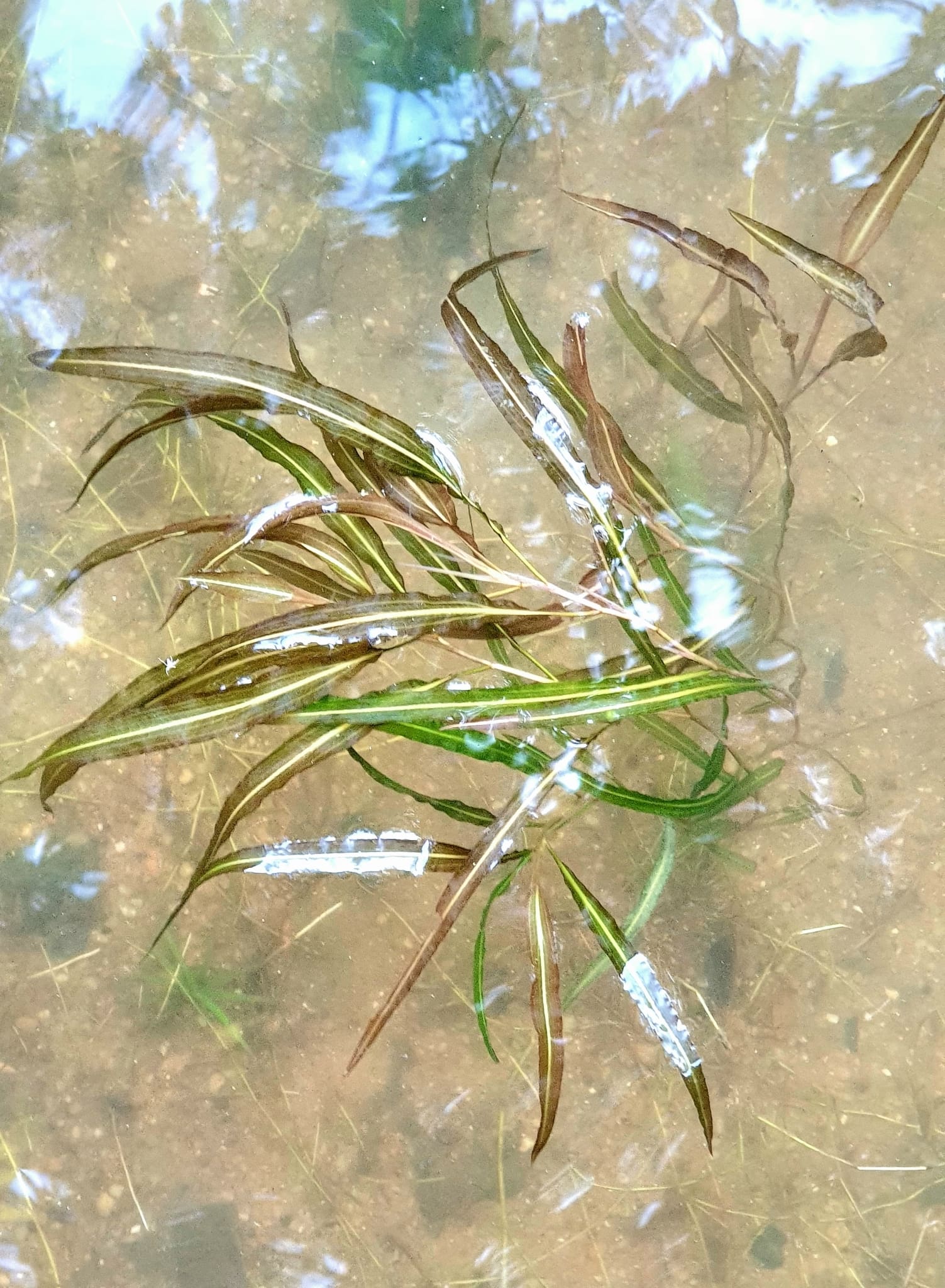 What Is The Aquatic Weed Potamogeton Wrightii