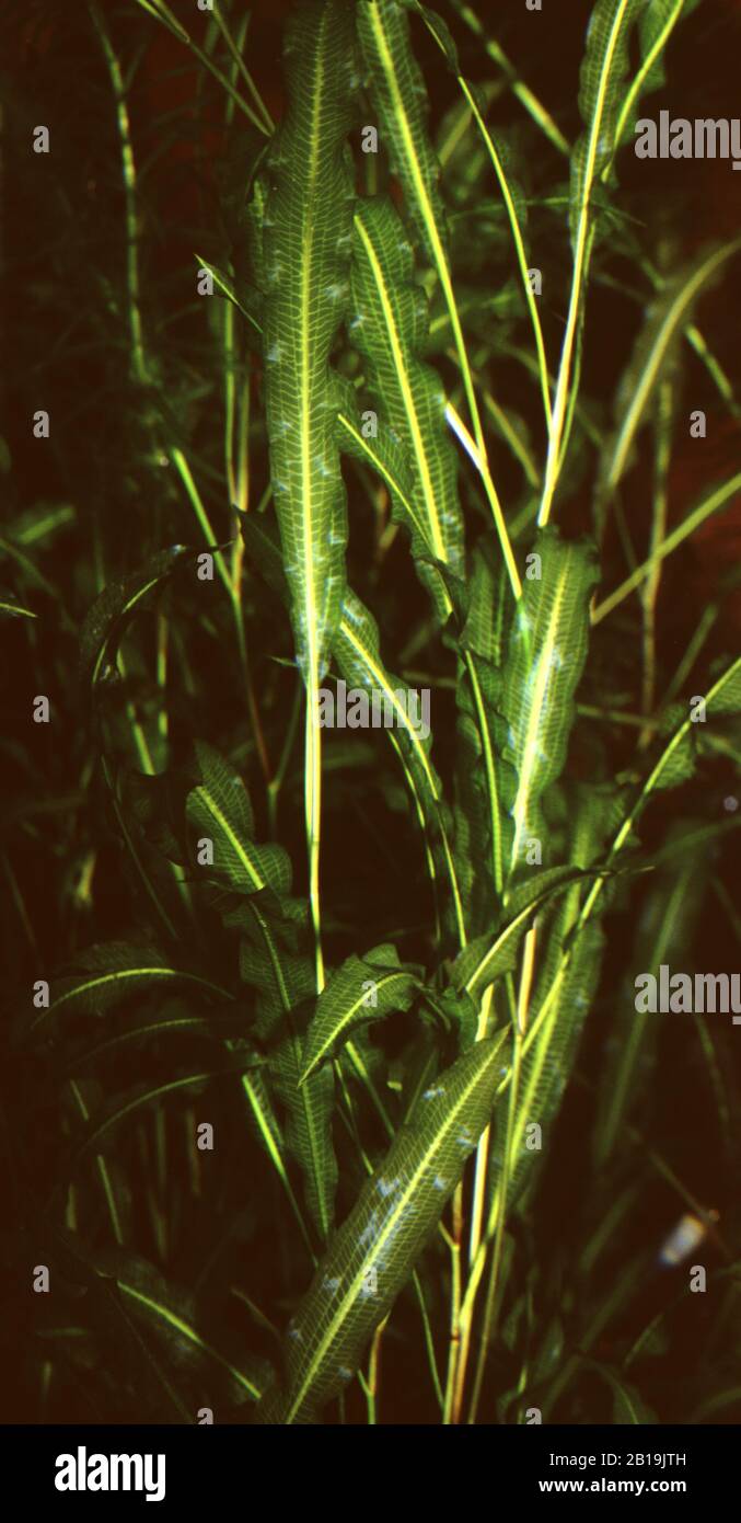 What Is The Aquatic Weed Potamogeton Wrightii