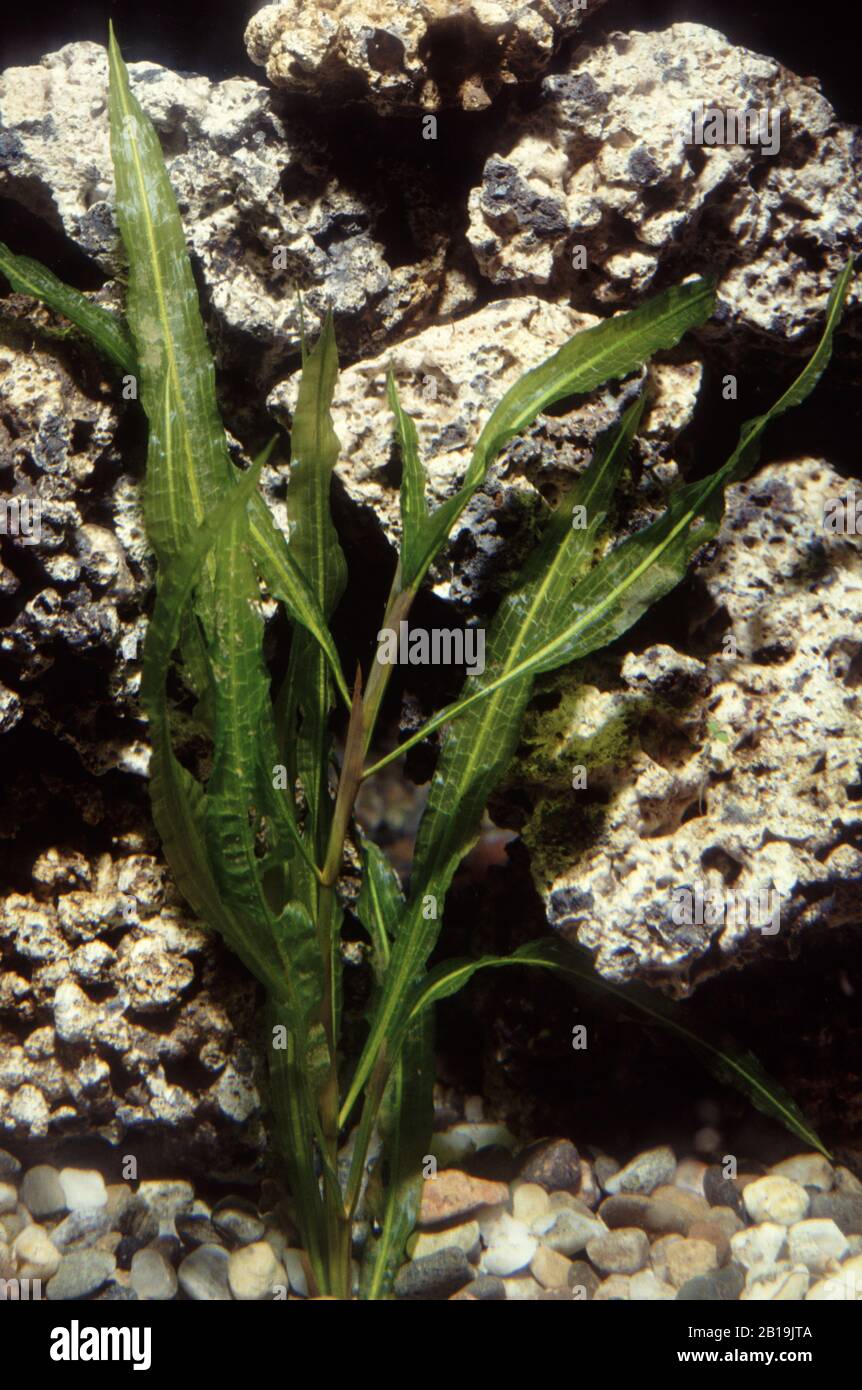 What Is The Aquatic Weed Potamogeton Wrightii