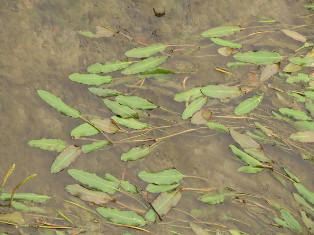 What Is The Aquatic Weed Potamogeton Wrightii