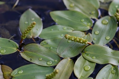 What Is The Aquatic Weed Potamogeton Wrightii