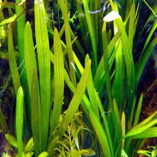 What Is The Aquatic Weed Sagittaria