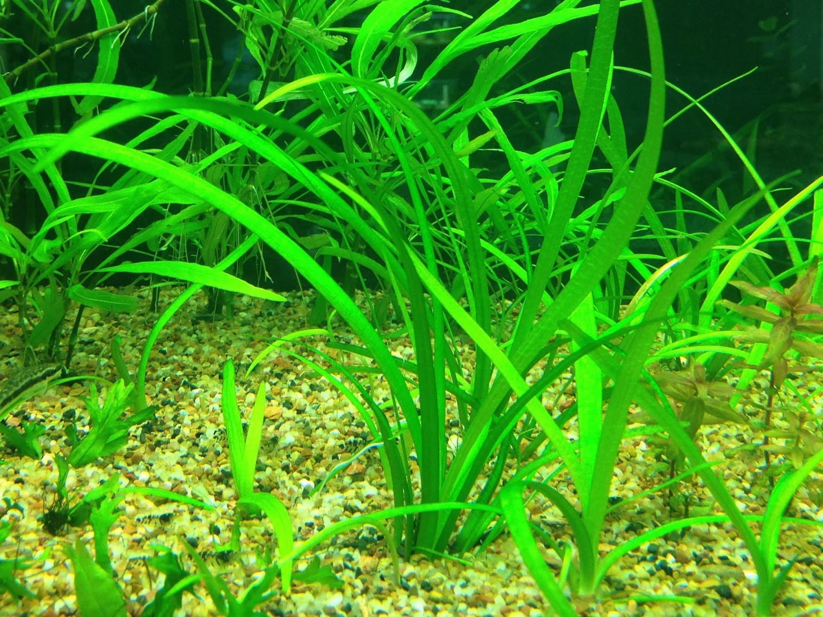 What Is The Aquatic Weed Sagittaria