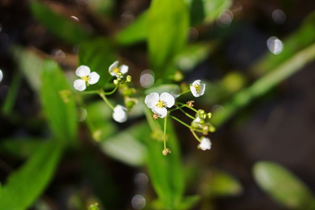 What Is The Aquatic Weed Sagittaria Fasciculata