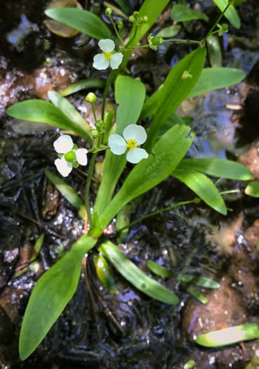 What Is The Aquatic Weed Sagittaria Fasciculata