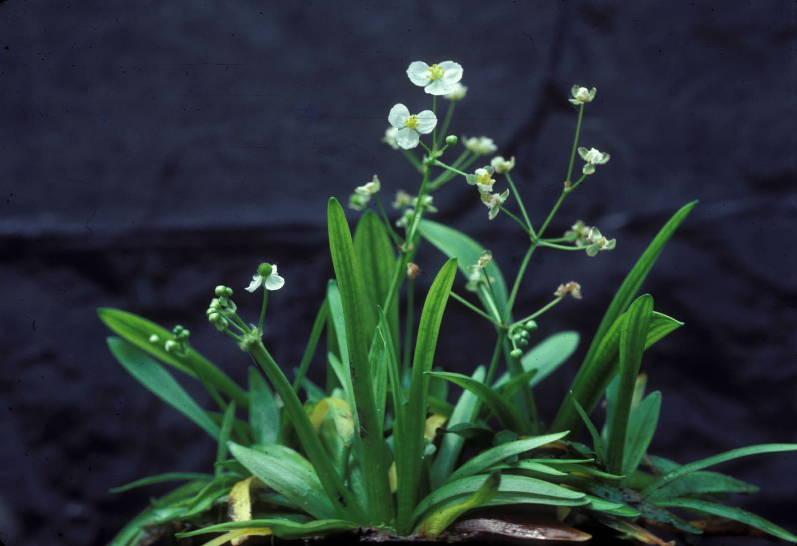 What Is The Aquatic Weed Sagittaria Fasciculata