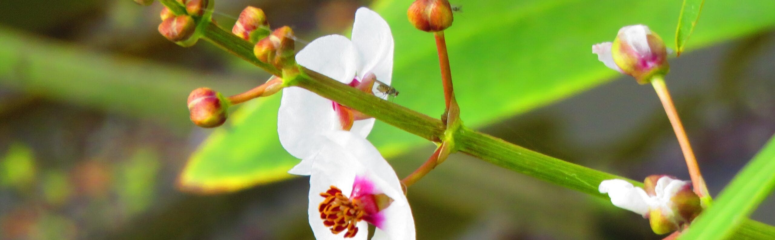 What Is The Aquatic Weed Sagittaria Pygmaea