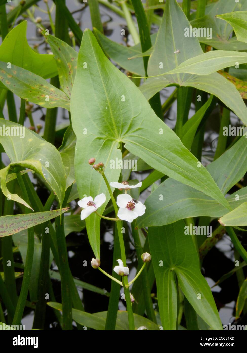 What Is The Aquatic Weed Sagittaria Pygmaea