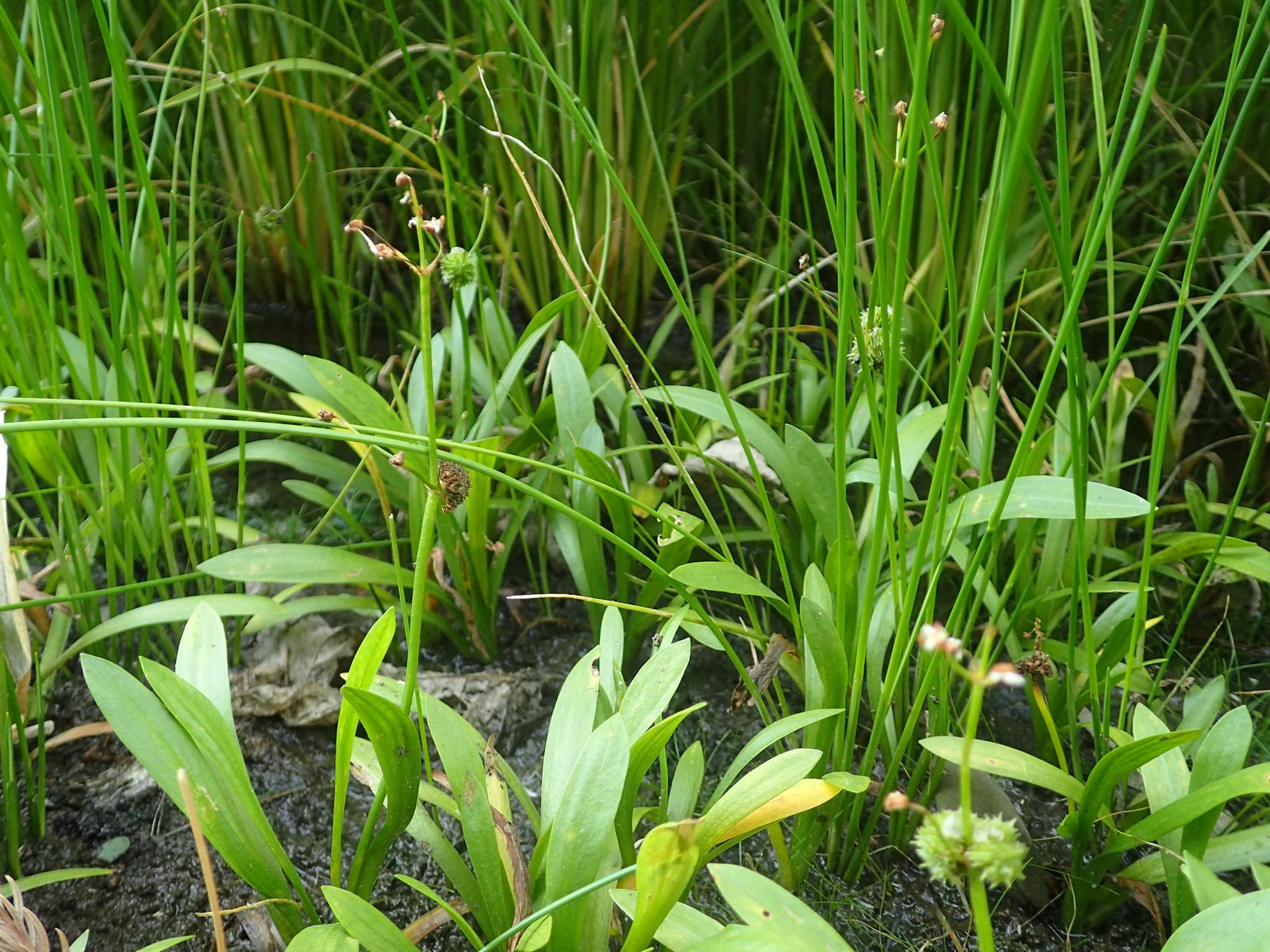 What Is The Aquatic Weed Sagittaria Pygmaea