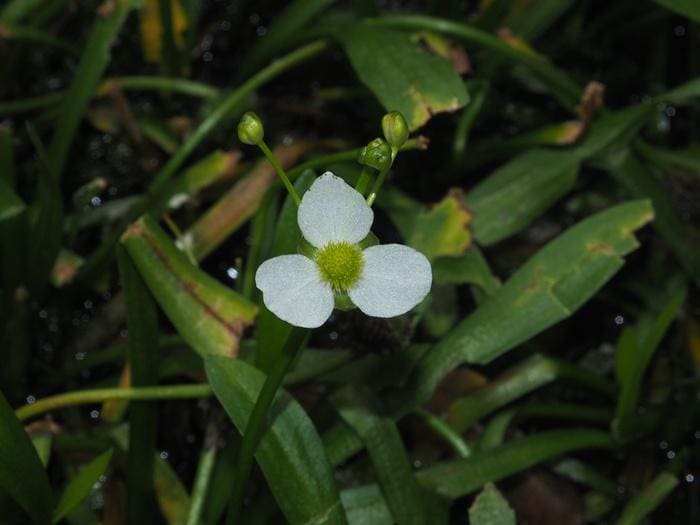 What Is The Aquatic Weed Sagittaria Pygmaea