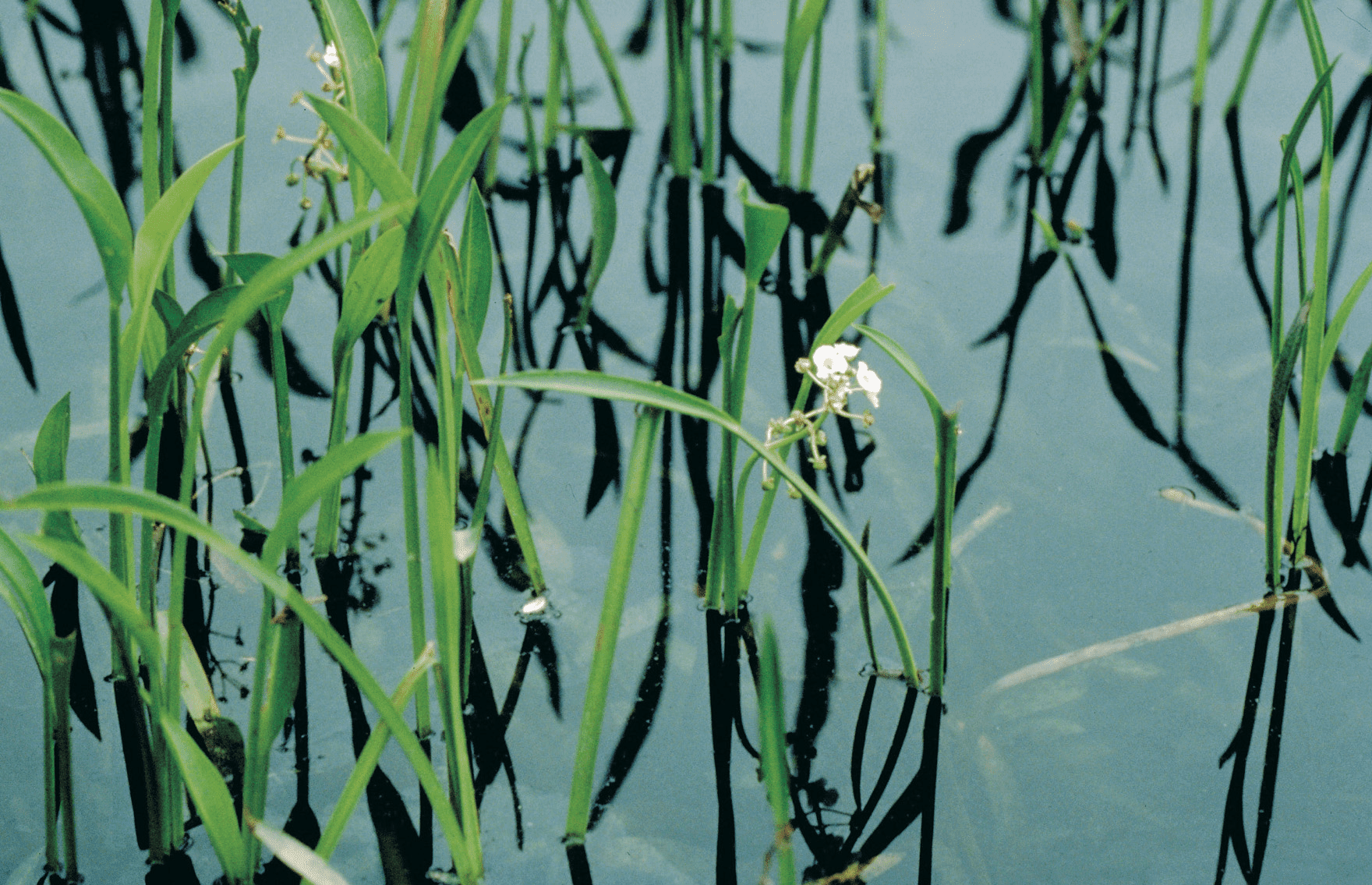 What Is The Aquatic Weed Sagittaria Pygmaea