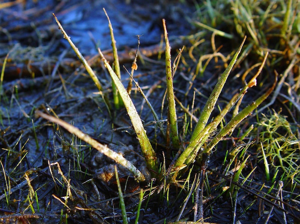 What Is The Aquatic Weed Sagittaria Teres