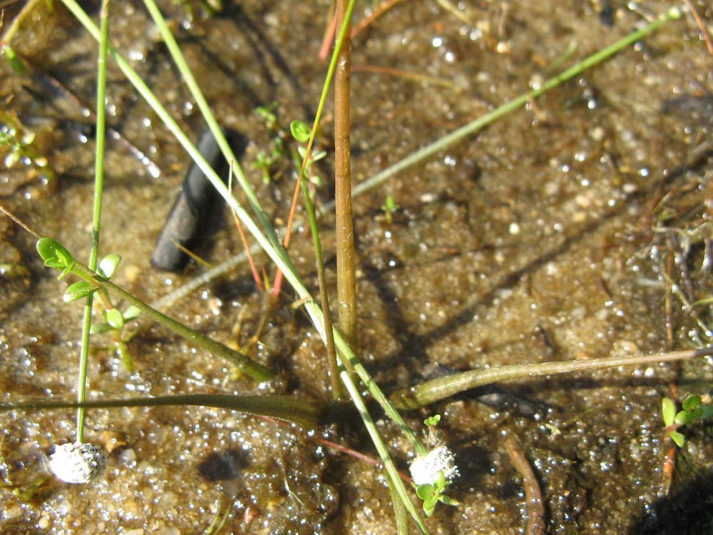 What Is The Aquatic Weed Sagittaria Teres