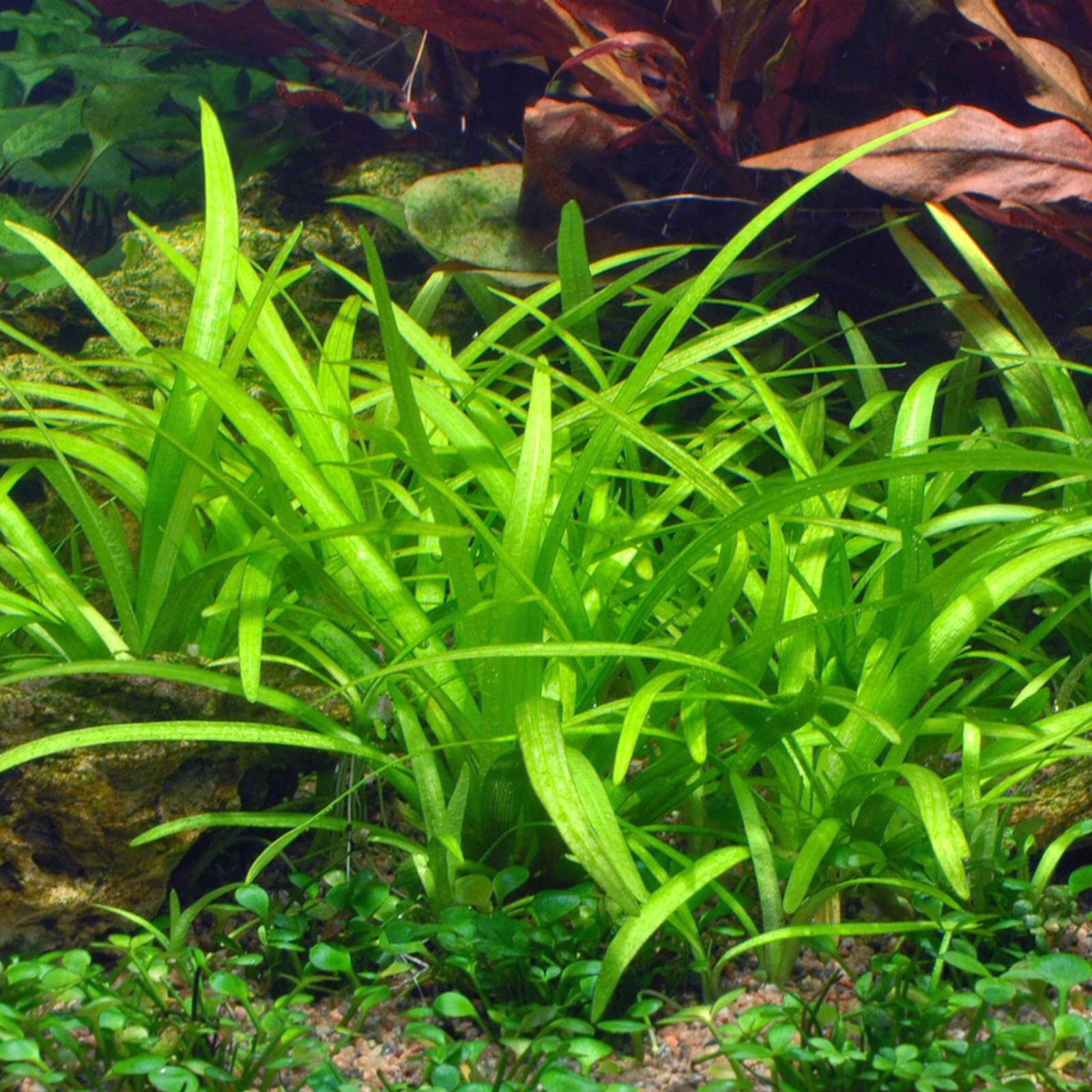 What Is The Aquatic Weed Sagittaria Teres