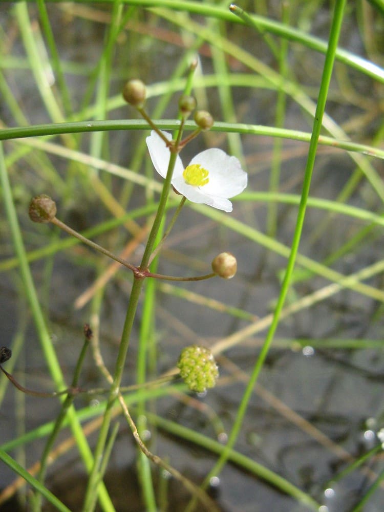 What Is The Aquatic Weed Sagittaria Teres