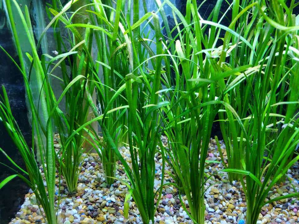 What Is The Aquatic Weed Sagittaria