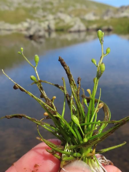 What Is The Aquatic Weed Subularia Aquatica