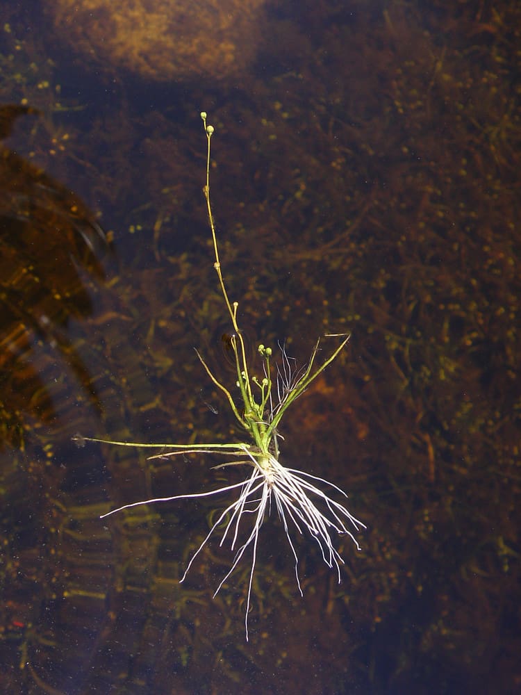 What Is The Aquatic Weed Subularia Aquatica