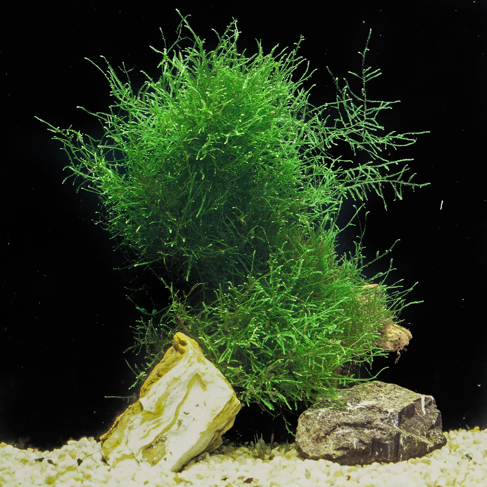 What Is The Aquatic Weed Taxiphyllum Barbieri