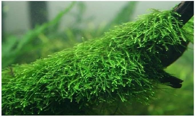 What Is The Aquatic Weed Taxiphyllum Barbieri