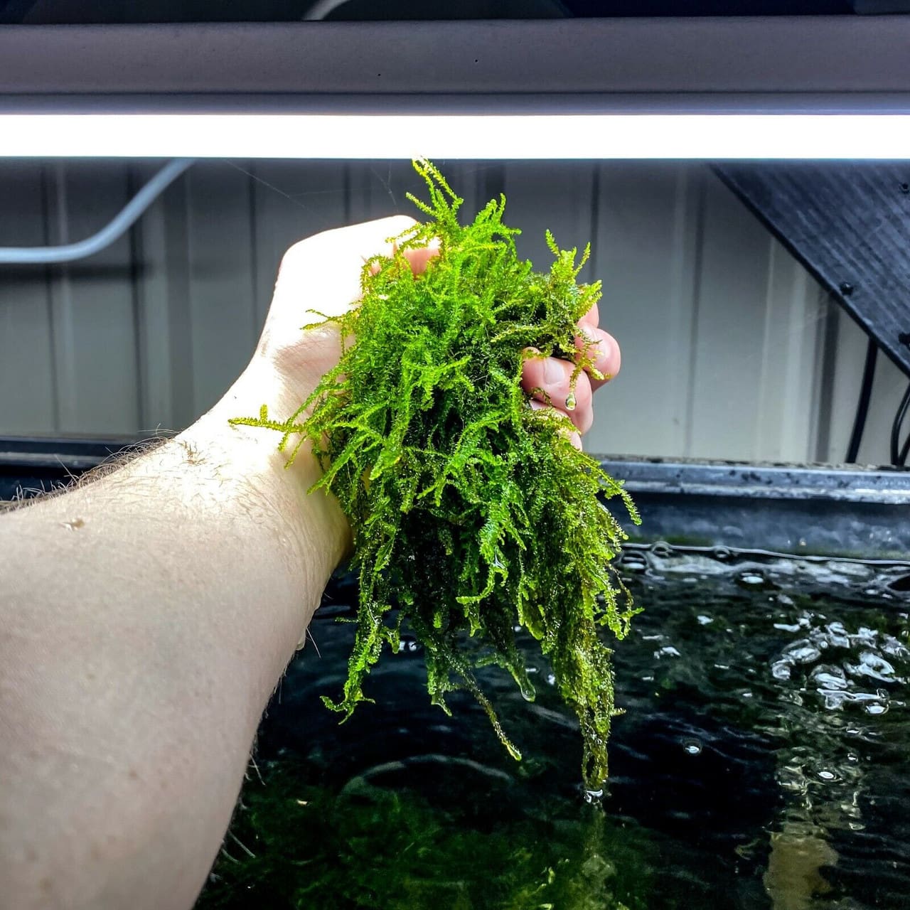 What Is The Aquatic Weed Taxiphyllum Barbieri