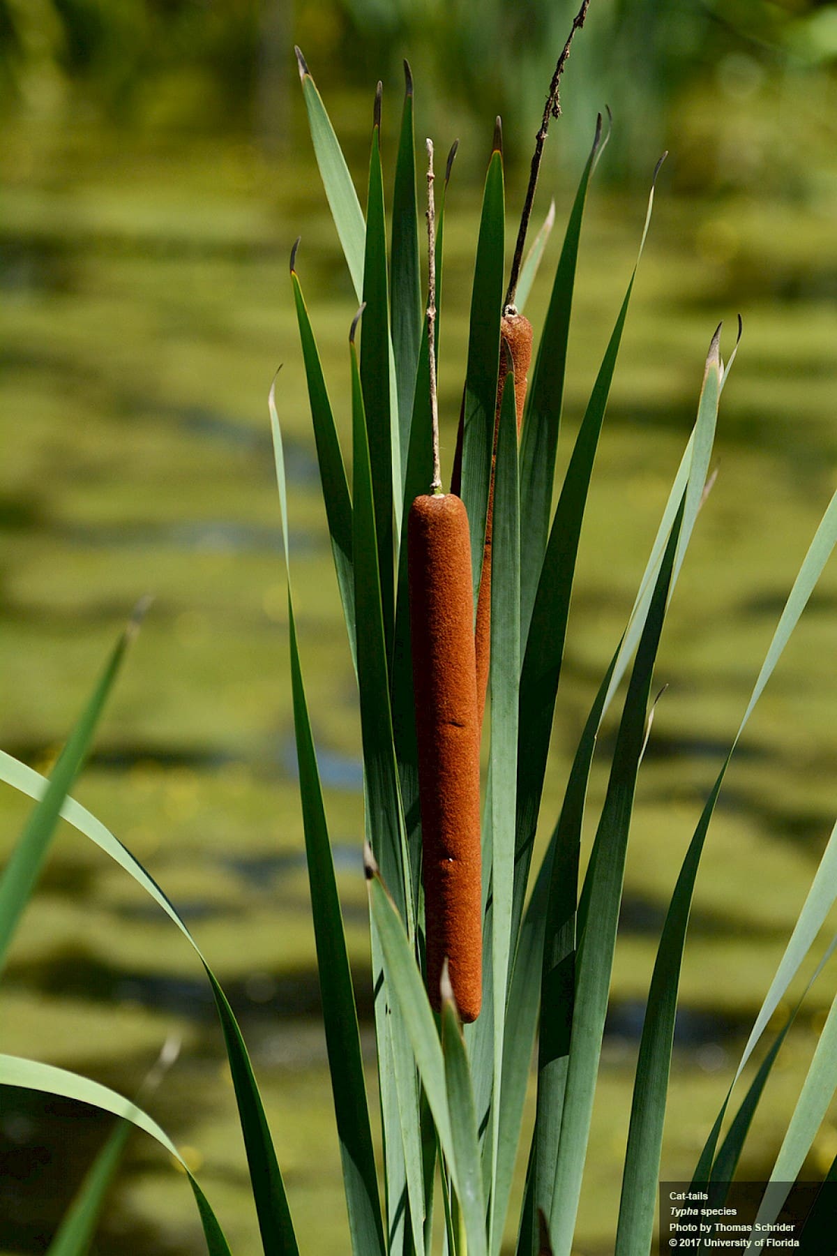 What Is The Aquatic Weed Typha Changbaiensis