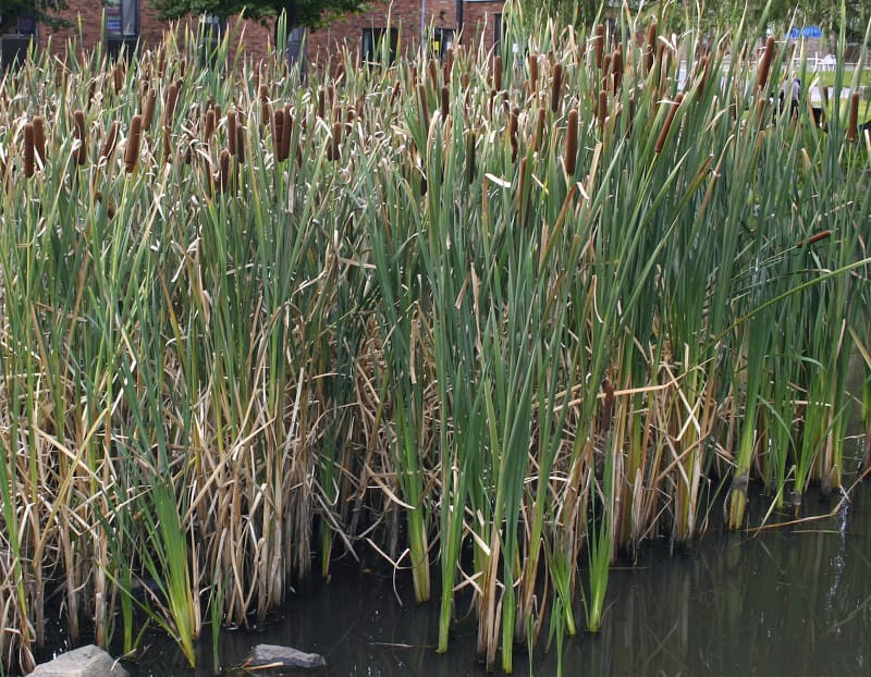 What Is The Aquatic Weed Typha Changbaiensis