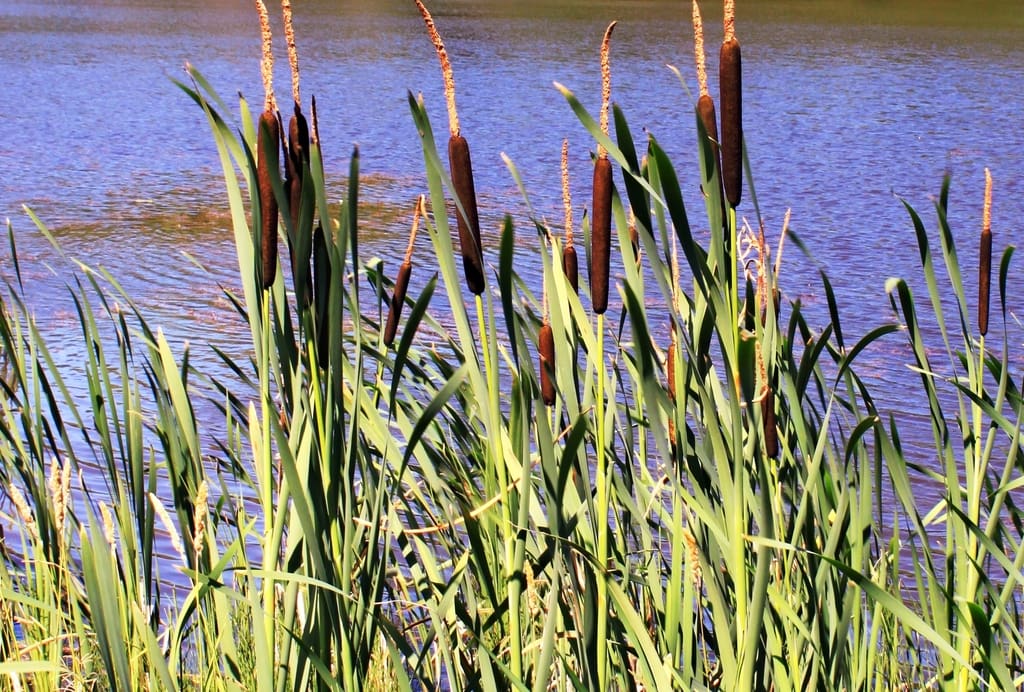 What Is The Aquatic Weed Typha Changbaiensis