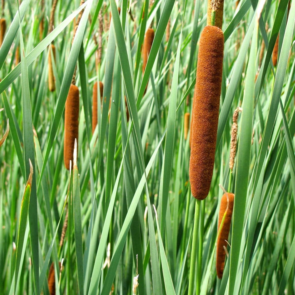 What Is The Aquatic Weed Typha Changbaiensis