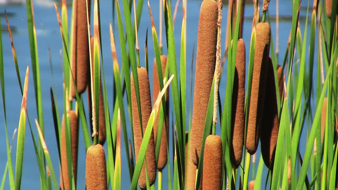 What Is The Aquatic Weed Typha Changbaiensis