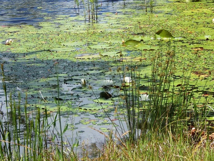 What Is The Aquatic Weed Typha Joannis