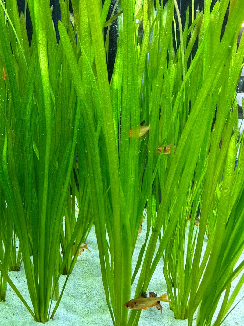 What Is The Aquatic Weed Vallisneria Spiralis