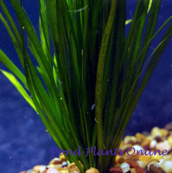 What Is The Aquatic Weed Vallisneria Spiralis