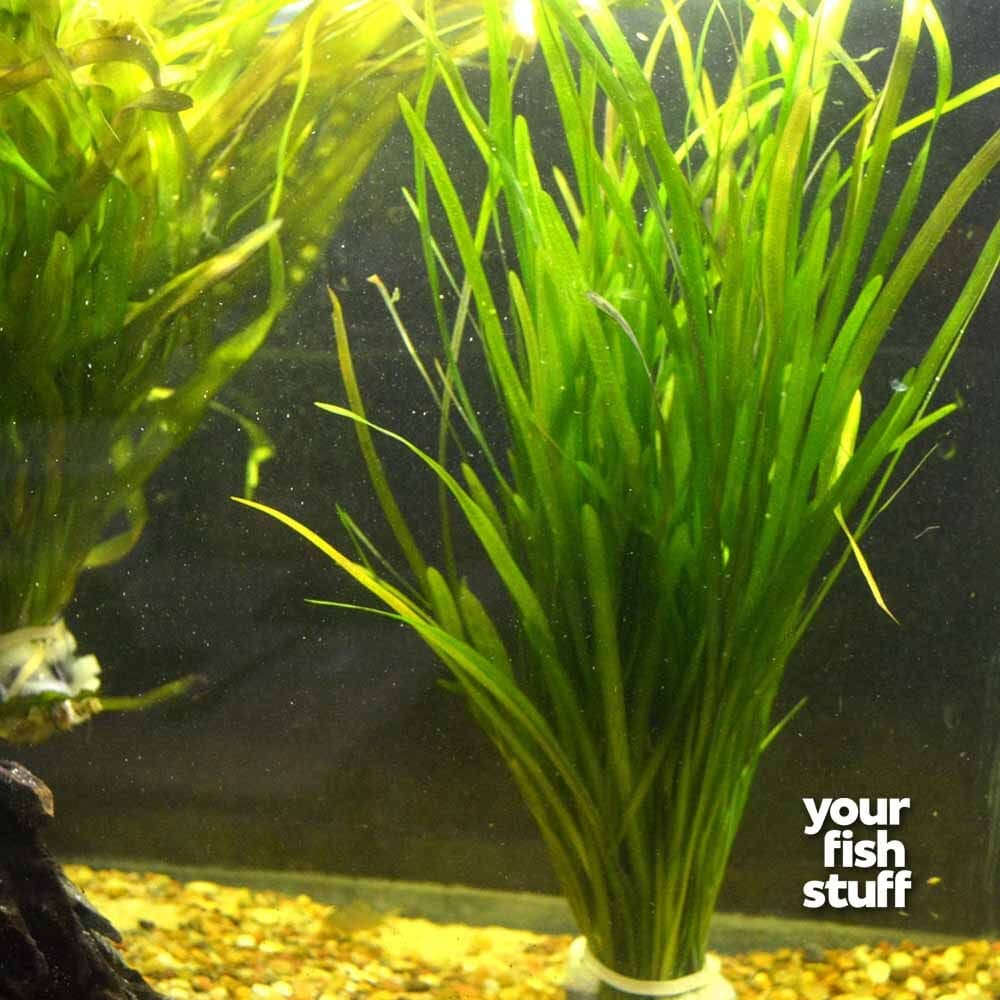 What Is The Aquatic Weed Vallisneria Spiralis