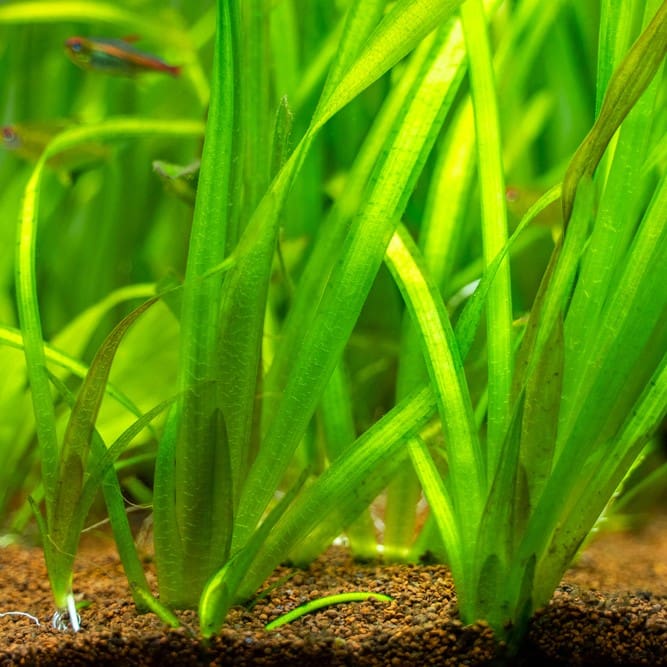 What Is The Aquatic Weed Vallisneria Spiralis