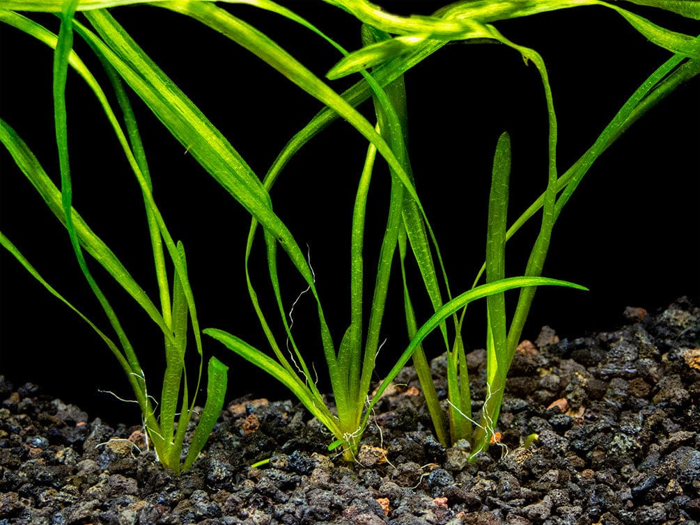 What Is The Aquatic Weed Vallisneria Spiralis