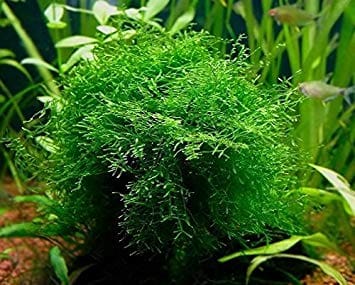 What Is The Aquatic Weed Vesicularia Dubyana