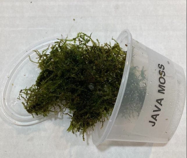 What Is The Aquatic Weed Vesicularia Dubyana