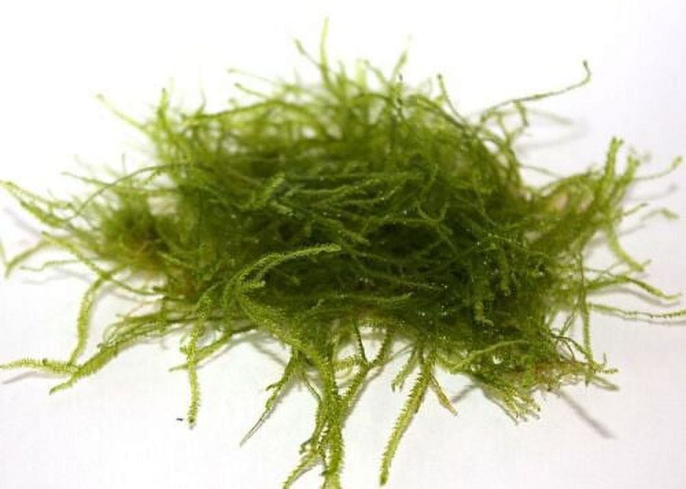 What Is The Aquatic Weed Vesicularia Dubyana