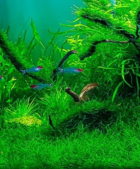 What Is The Aquatic Weed Vesicularia Dubyana